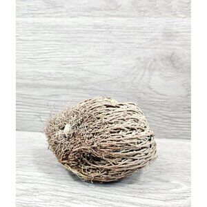 Rose Of Jericho Resurrection Flower Plant Blessing Spirituality Herbs Therapy